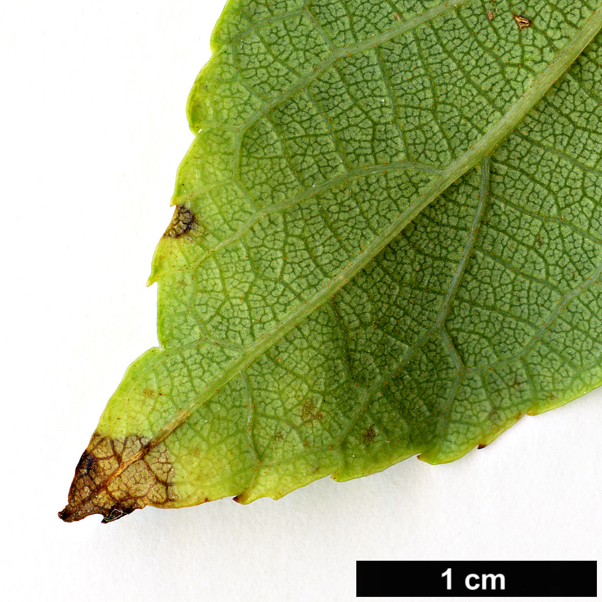 High resolution image: Family: Actinidiaceae - Genus: Actinidia - Taxon: chrysantha